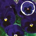 Bild von Viola P9 Grootbloemig Deep bleu